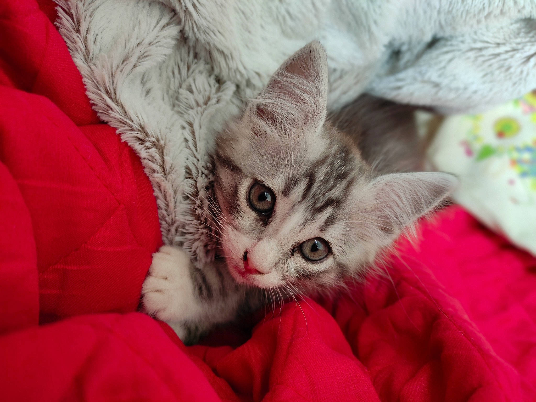 Titi