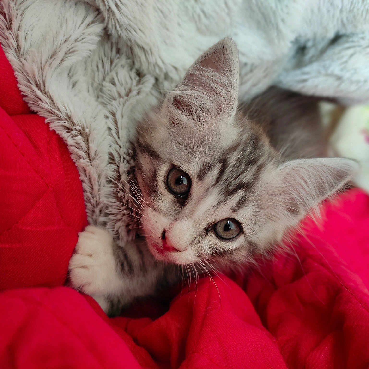 Titi