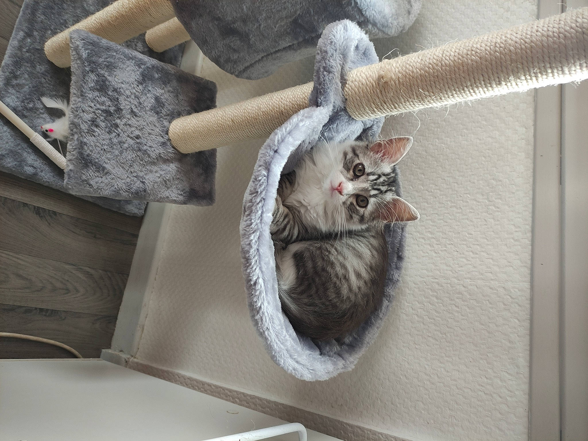 Titi participe au concours pour gagner de l'argent avec cette photo : animal_shelter, art, cage, carnivore, cat, cat_supply, domestic_short_haired_cat, felidae, fur, grey, metal, room, rope, shelf, small_to_medium_sized_cats, tail, twig, whiskers, window, wood
