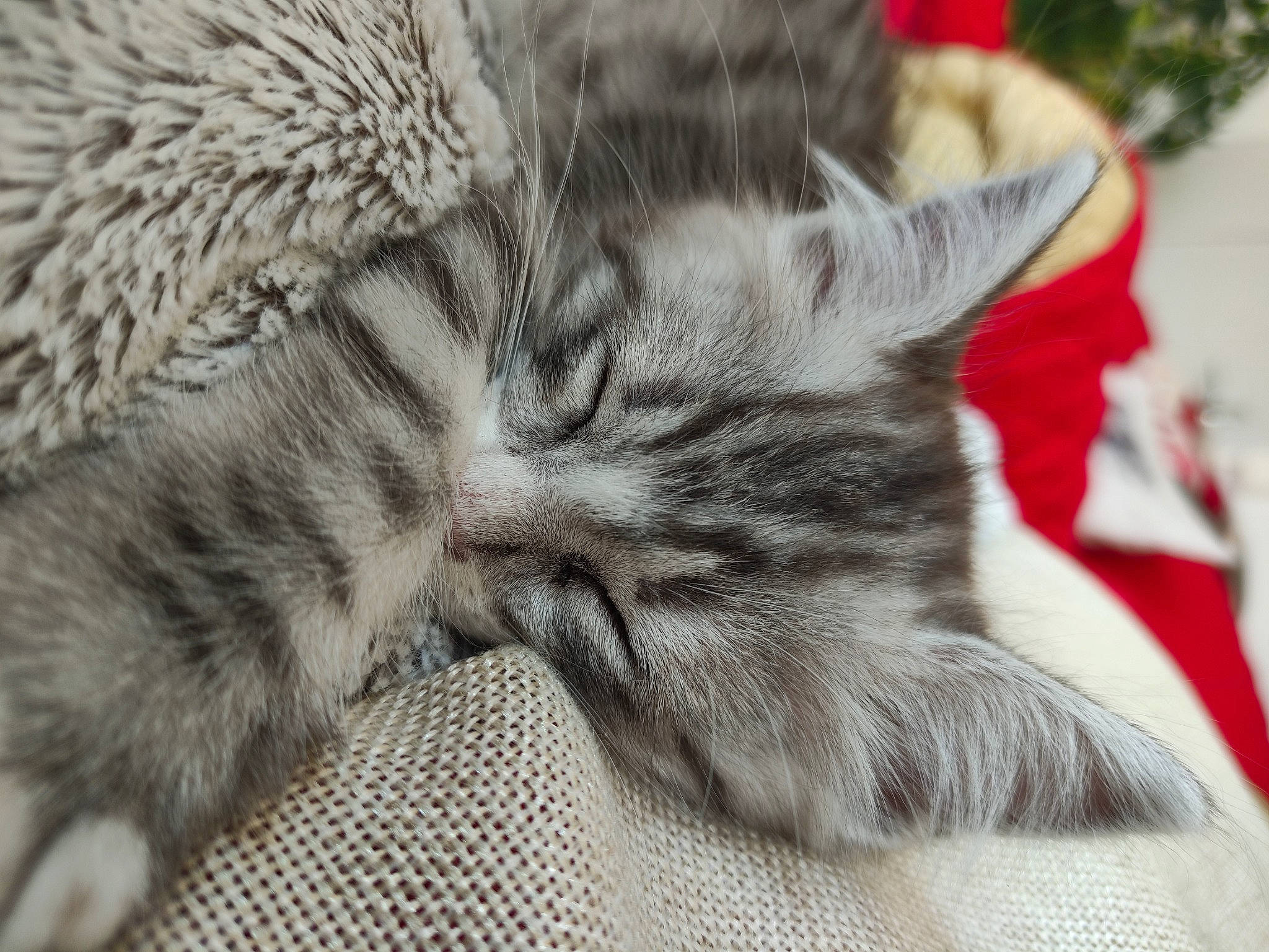 Titi participe au concours pour gagner de l'argent avec cette photo : carnivore, cat, cat_bed, claw, comfort, domestic_short_haired_cat, felidae, foot, fur, grey, human_leg, nap, paw, sleep, small_to_medium_sized_cats, snout, tail, terrestrial_animal, whiskers, wool