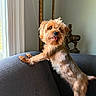 Casey joined the competition — help win amazing prizes! adorable, brown_fur, canine, companion_animal, couch, dog, furniture, happy, horse_statue, indoor, living_room, pet, portrait, shaggy_fur, small_dog, sofa, standing, sunlight, tongue_out, window