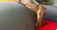 Casey is registered to the contest to win money with this photo: blanket, brown_fur, climbing, collar, couch, dog, funny_pose, home_decor, horse_statue, indoor, living_room, long_hair, pet, red_cushion, relaxed, small_dog, sofa, stretching, sunlight, window