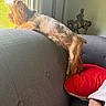 blanket, brown_fur, climbing, collar, couch, dog, funny_pose, home_decor, horse_statue, indoor, living_room, long_hair, pet, red_cushion, relaxed, small_dog, sofa, stretching, sunlight, window