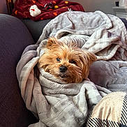 Casey joined the competition — help win amazing prizes! blanket, brown_fur, canine, couch, cozy, dog, eyes, face, furniture, home, indoors, living_room, nose, pet, photography, portrait, relaxed, shaggy_dog, small_dog, television