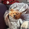 blanket, brown_fur, canine, couch, cozy, dog, eyes, face, furniture, home, indoors, living_room, nose, pet, photography, portrait, relaxed, shaggy_dog, small_dog, television