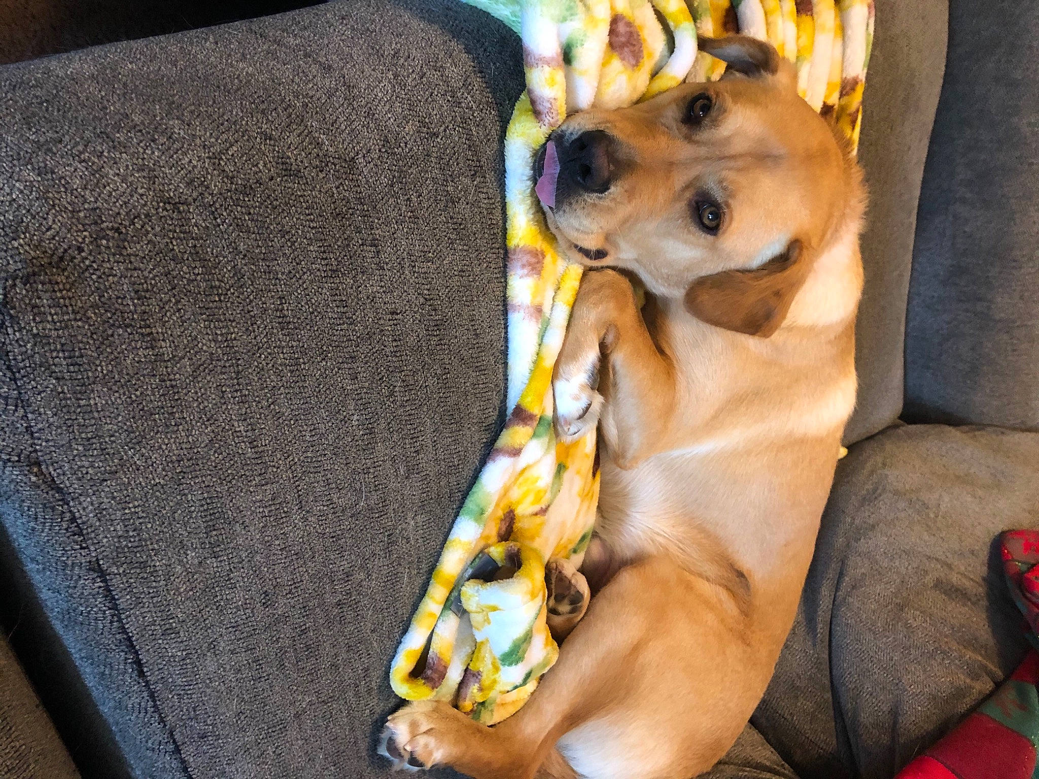 Bear is registered to the contest to win money with this photo: canidae, car_seat, carnivore, collar, comfort, companion_dog, couch, dog, dog_breed, dog_clothes, dog_supply, fawn, fur, leash, pomeranian, snout, sporting_group, toy_dog, whiskers, working_animal