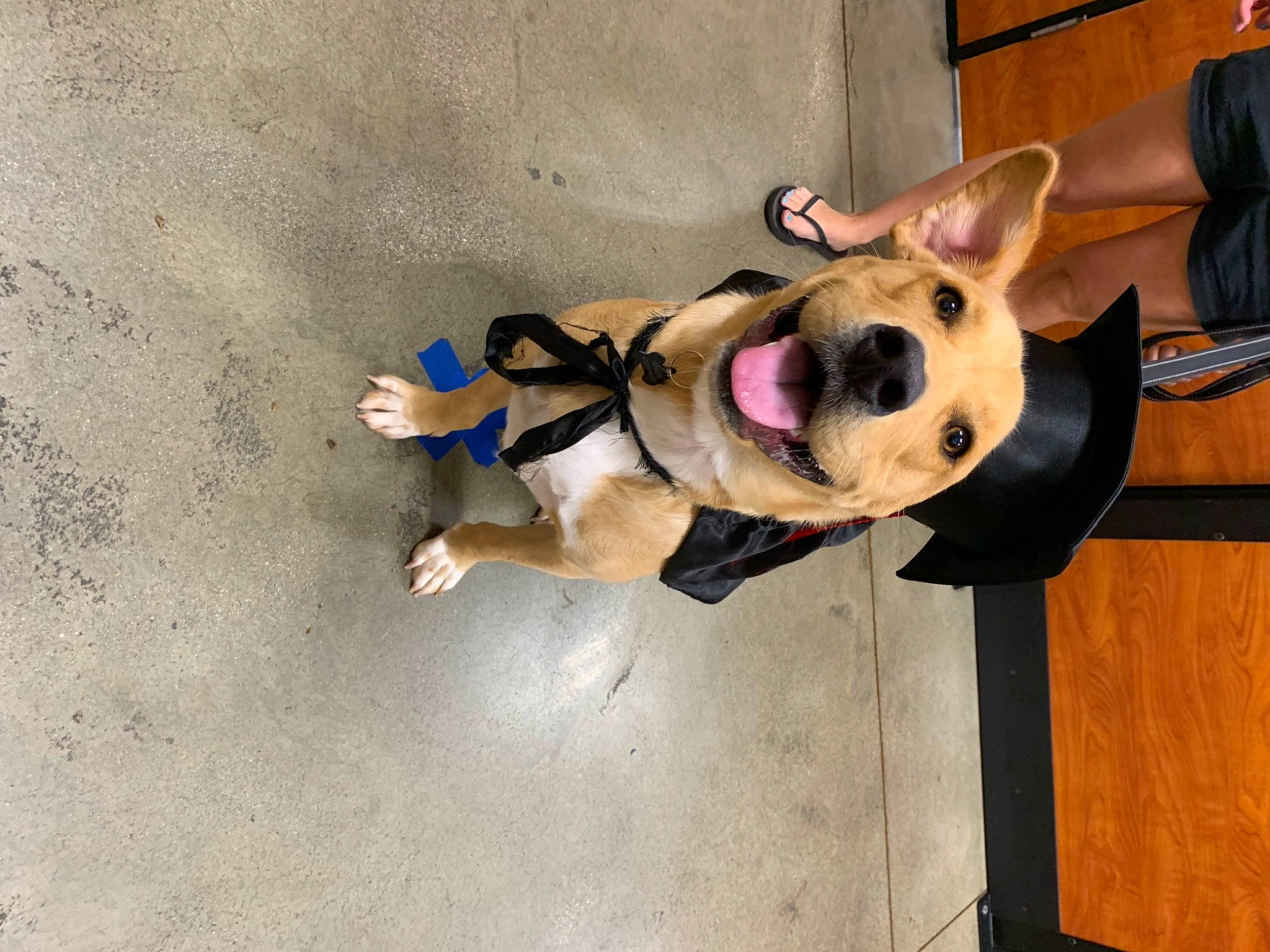 Bear is registered to the contest to win money with this photo: art, canidae, carnivore, companion_dog, costume, dog, dog_breed, dog_collar, eyewear, fawn, flooring, fur, leash, personal_protective_equipment, snout, sporting_group, stuffed_toy, toy, wood, working_animal