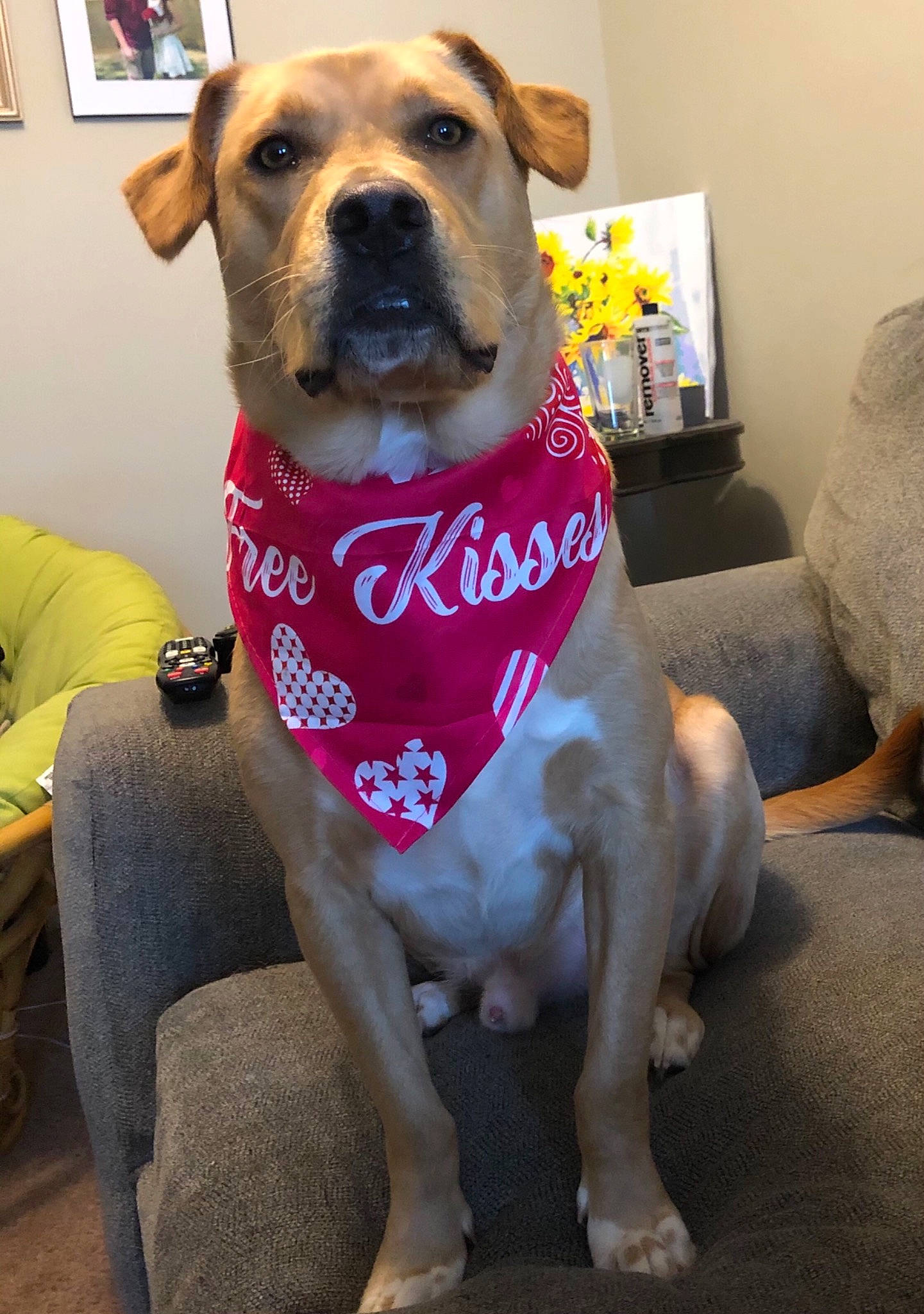 Bear is registered to the contest to win money with this photo: canidae, carnivore, chair, collar, comfort, companion_dog, couch, dog, dog_breed, dog_clothes, dog_collar, dog_supply, fawn, furniture, mammal, pet_supply, picture_frame, snout, sporting_group, whiskers