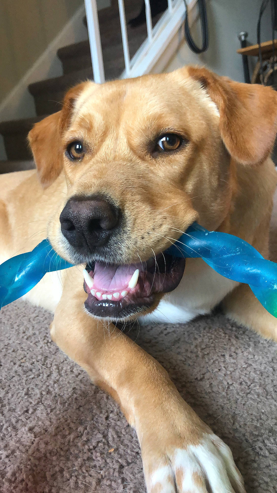 Bear is registered to the contest to win money with this photo: canidae, carnivore, collar, companion_dog, dog, dog_breed, dog_collar, dog_supply, fawn, fur, leash, paw, pet_supply, puppy, retriever, snout, sporting_group, whiskers, working_animal, working_dog