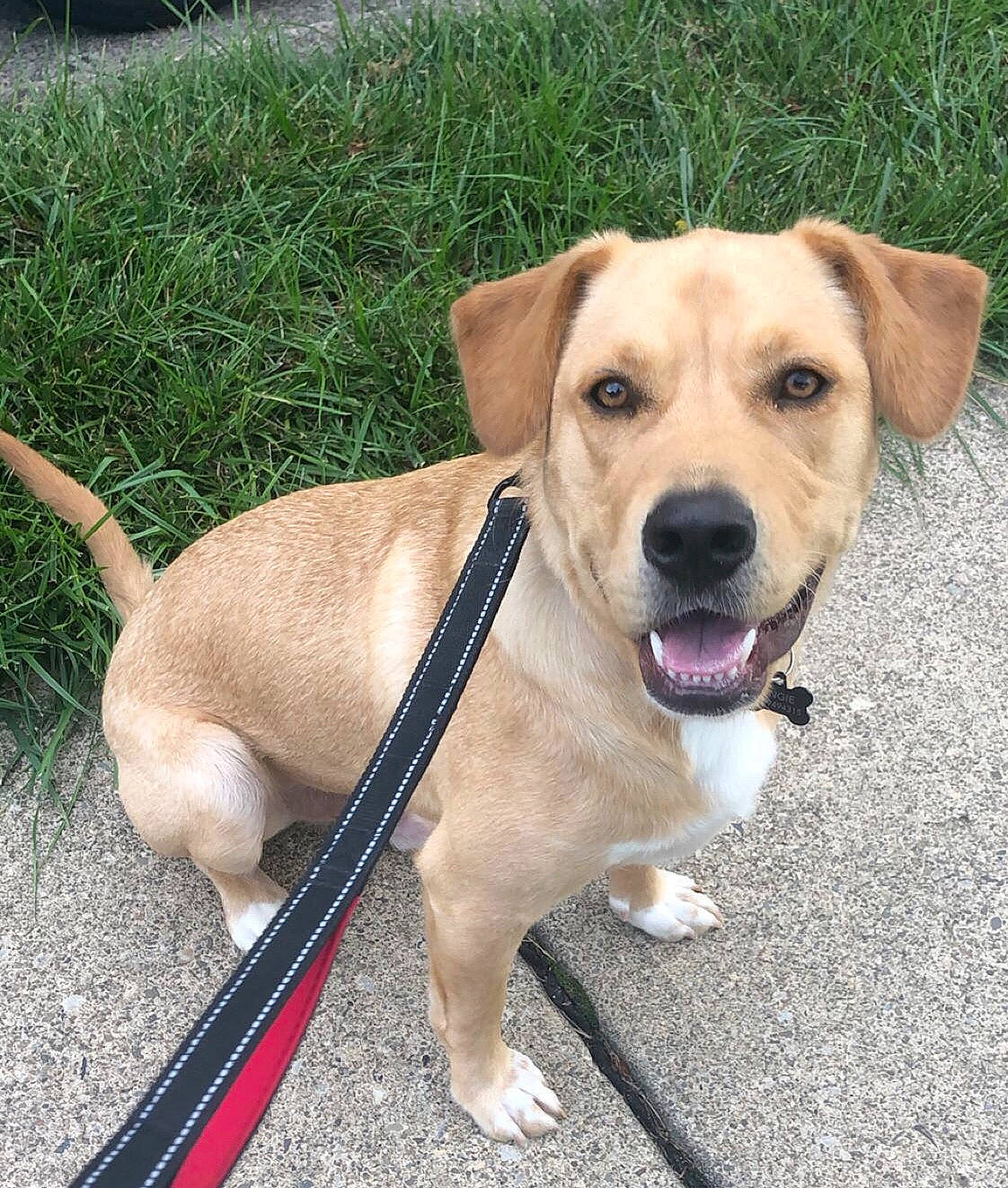 Bear is registered to the contest to win money with this photo: canidae, carnivore, collar, companion_dog, dog, dog_breed, dog_collar, fashion_accessory, fawn, grass, labrador_retriever, leash, paw, pet_supply, plant, road_surface, snout, sporting_group, tail, working_animal