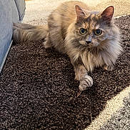 Sylvia joined the competition — help win amazing prizes! carpet, cat, close_up, cozy, eyes, fluffy, furniture, furry, home, indoor, living_room, paw, pet, playful, portrait, rug, sitting, tortoiseshell_cat, toy_mouse, whiskers