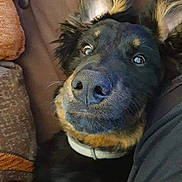 Gaïa a rejoint le concours — aidez-le/la à gagner de superbes lots ! dog, pet, black_dog, tan_markings, close_up, lying_down, couch, indoor, ears_up, curious_eyes, collar, snuggling, furry, companion, cozy, relaxed, animal, domestic_animal, portrait, cute