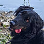 Gaïa participe au concours pour gagner de l'argent avec cette photo : dog, black_dog, tongue_out, outdoor, lake, water, rocks, grass, pet, animal, canine, fur, nature, portrait, happy, playful, summer, leash, resting, closeup