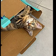 Aïko a rejoint le concours — aidez-le/la à gagner de superbes lots ! cat, kitten, tabby, cardboard_box, playful, curious, indoor, pet, whiskers, ears, floor, cute, animal, feline, small, young, paws, looking_up, home, tiled_floor