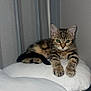 Aïko participe au concours pour gagner de l'argent avec cette photo : kitten, tabby, cat, indoor, cushion, white, fur, green_eyes, relaxed, pet, animal, small, cute, young, feline, paws, ears, striped, resting, curious