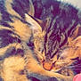 Aïko participe au concours pour gagner de l'argent avec cette photo : cat, tabby, sleeping, curled_up, fur, whiskers, tail, close_up, pet, animal, cozy, resting, domestic_cat, cute, feline, soft_light, indoor, nap, peaceful, striped