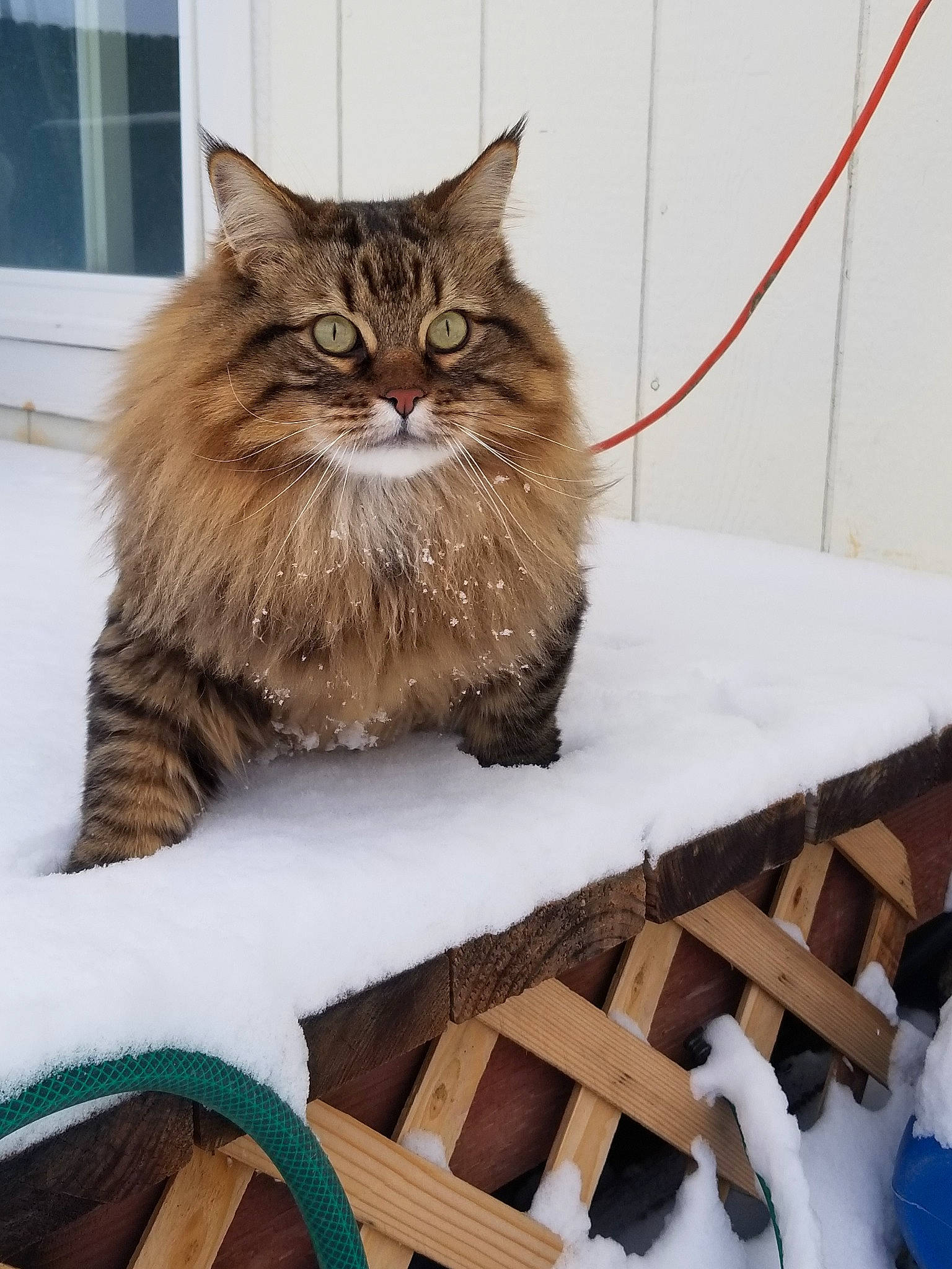 Gideon joined the competition — help win amazing prizes! asian_semi_longhair, british_semi_longhair, carnivore, cat, cymric, domestic_long_haired_cat, felidae, fur, kitten, maine_coon, mammal, norwegian_forest_cat, ragamuffin, siberian, small_to_medium_sized_cats, snow, tabby_cat, whiskers, wild_cat, winter