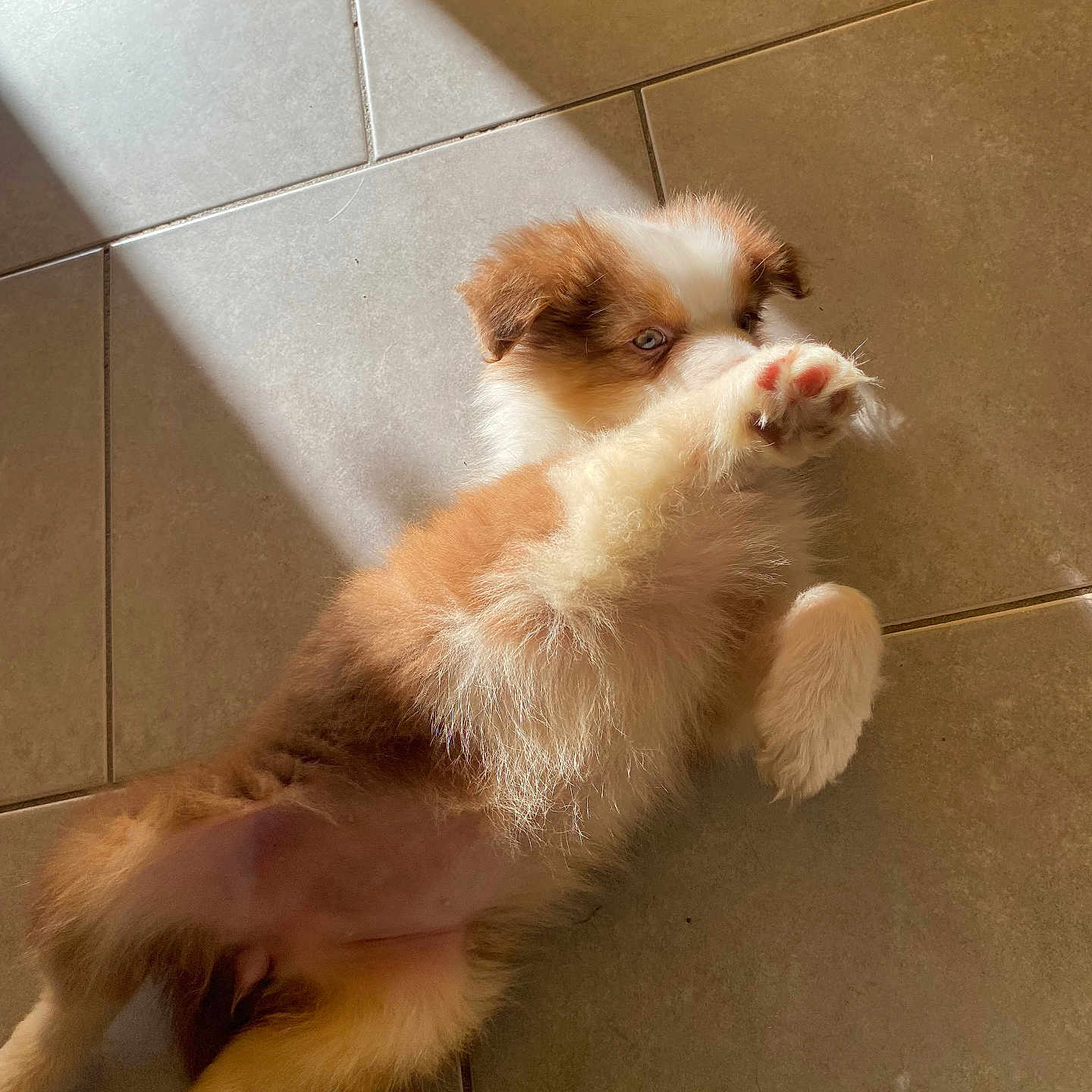 Vaya a rejoint le concours — aidez-le/la à gagner de superbes lots ! accessories, animal, canine, cat, dog, eskimodog, goldenretriever, hardwood, husky, indoors, interiordesign, kitten, path, pet, puppy, strap, terrier, tile, walkway, wood