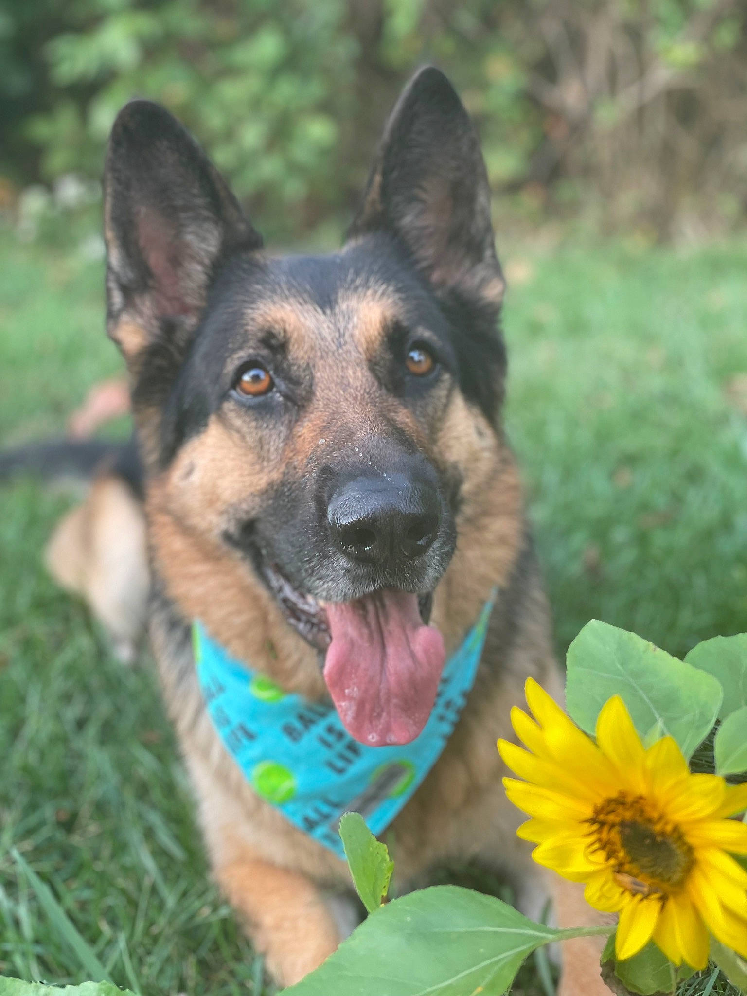 Bruno joined the competition — help win amazing prizes! annual_plant, carnivore, collar, companion_dog, dog, dog_breed, dog_supply, east_european_shepherd, fawn, flower, flowering_plant, german_shepherd_dog, grass, herbaceous_plant, herding_dog, king_shepherd, petal, plant, snout, sporting_group