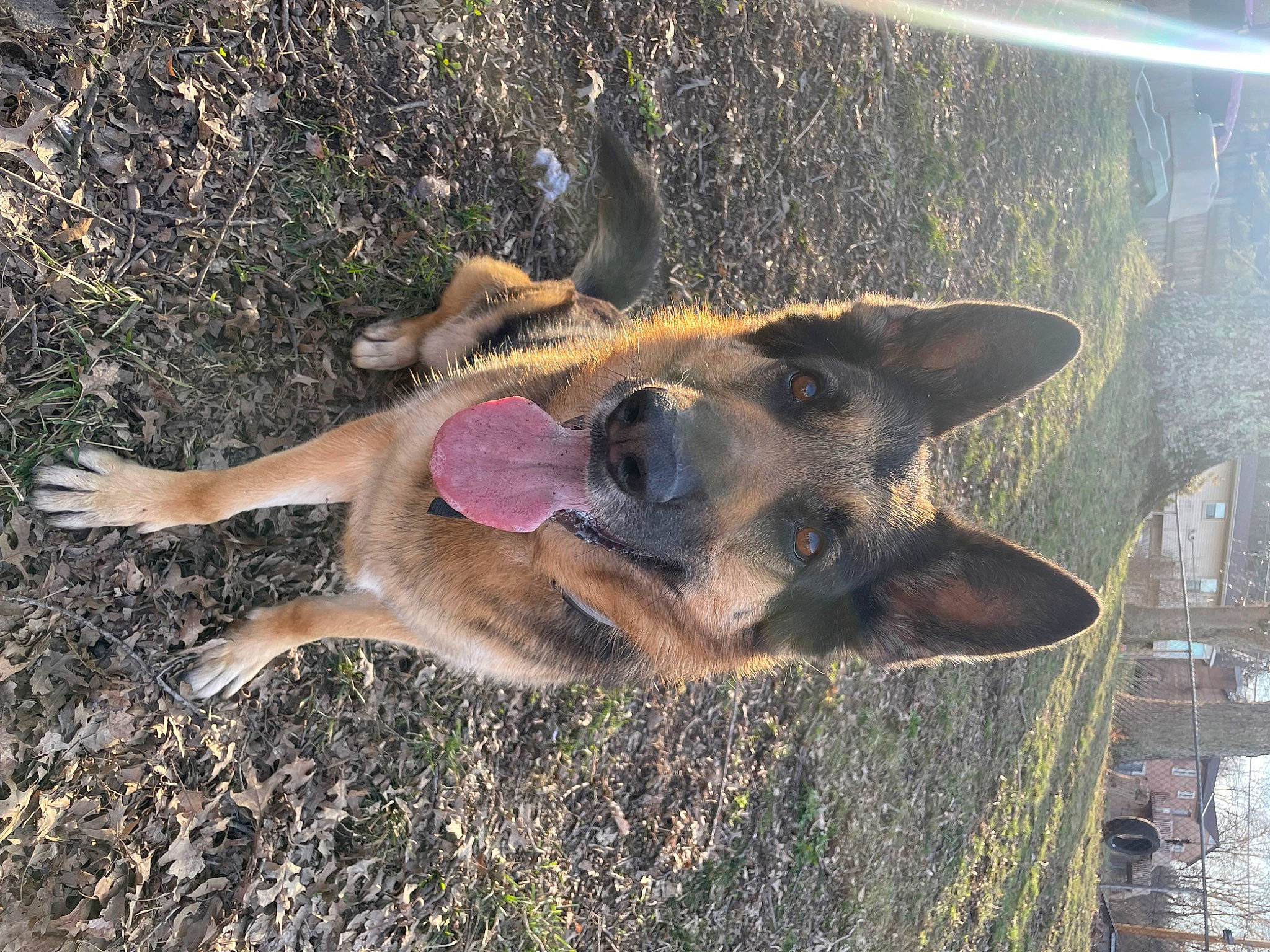 Bruno joined the competition — help win amazing prizes! biting, canidae, carnivore, dog, dog_breed, east_european_shepherd, fawn, german_shepherd_dog, grass, old_german_shepherd_dog, paw, snout, soil, sporting_group, terrestrial_animal, wildlife, working_animal, working_dog