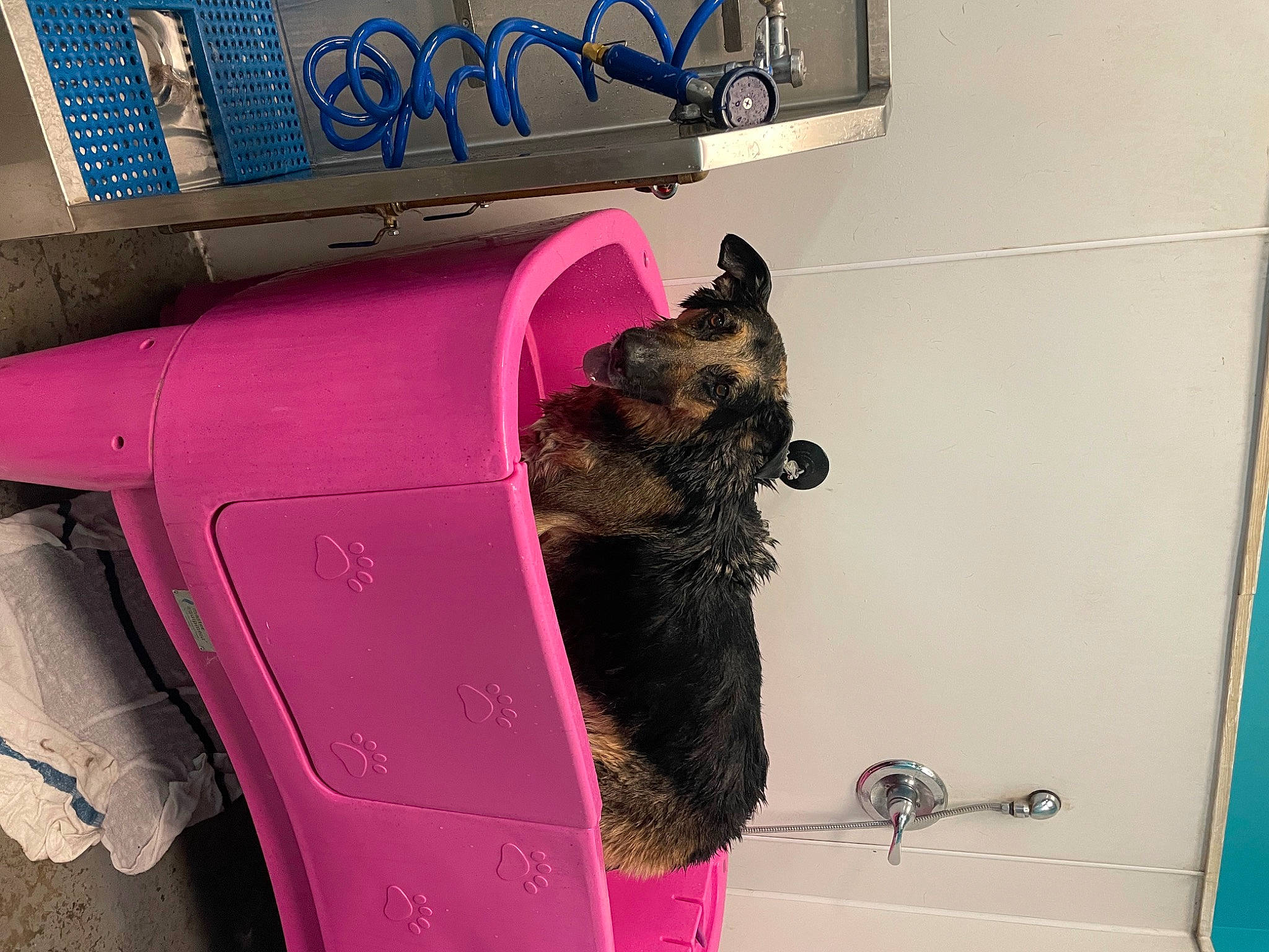 Bruno is registered to the contest to win money with this photo: art, canidae, carnivore, collar, companion_dog, dog, dog_breed, east_european_shepherd, fawn, fender, fur, guard_dog, magenta, old_german_shepherd_dog, pet_supply, pink, snout, sporting_group, vehicle_door, working_animal