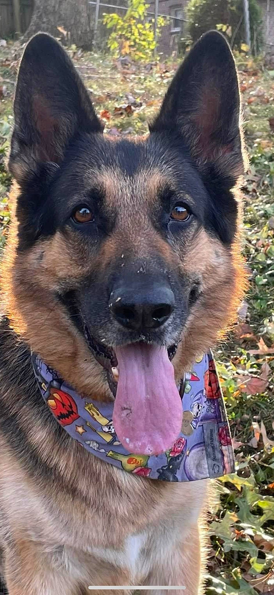 Bruno is registered to the contest to win money with this photo: canidae, carnivore, collar, companion_dog, dog, dog_breed, east_european_shepherd, fawn, fur, german_shepherd_dog, guard_dog, herding_dog, king_shepherd, old_german_shepherd_dog, plant, snout, sporting_group, working_animal, working_dog