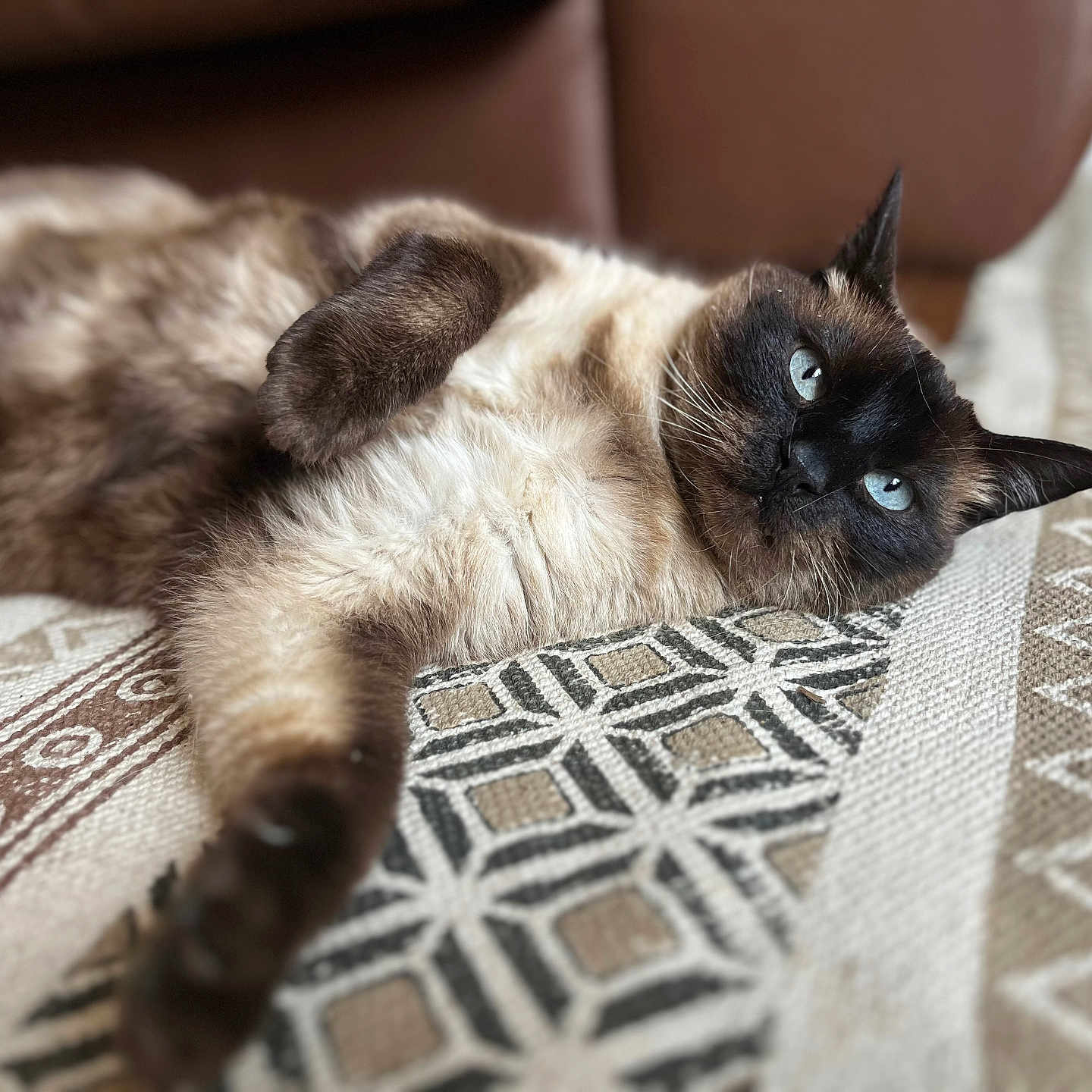 Moka joined the competition — help win amazing prizes! cat, siamese_cat, pet, animal, lying_down, relaxed, belly_up, blue_eyes, pointed_ears, whiskers, fur, brown_fur, cream_fur, indoor, bed, bedspread, patterned_fabric, close_up, portrait, photography