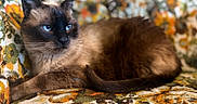 Moka is registered to the contest to win money with this photo: cat, siamese_cat, blue_eyes, pet, animal, feline, fur, whiskers, ears, nose, lying_down, lounging, portrait, close_up, indoors, blanket, patterned_fabric, couch, relaxed, photography
