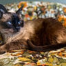 cat, siamese_cat, blue_eyes, pet, animal, feline, fur, whiskers, ears, nose, lying_down, lounging, portrait, close_up, indoors, blanket, patterned_fabric, couch, relaxed, photography