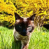 Moka joined the competition — help win amazing prizes! cat, siamese_cat, pet, animal, portrait, close_up, blue_eyes, pointed_ears, whiskers, fur, grass, garden, flowers, yellow_flowers, outdoors, nature, sunlight, greenery, spring, staring