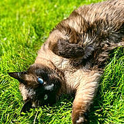 Moka is registered to the contest to win money with this photo: cat, siamese_cat, fluffy, fur, blue_eyes, grass, outdoors, lying_down, rolling_over, playful, relaxed, animal, pet, whiskers, paws, tail, garden, sunlight, close_up, portrait