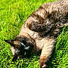 cat, siamese_cat, fluffy, fur, blue_eyes, grass, outdoors, lying_down, rolling_over, playful, relaxed, animal, pet, whiskers, paws, tail, garden, sunlight, close_up, portrait