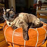 Moka is registered to the contest to win money with this photo: cat, siamese_cat, pet, sleeping, relaxed, indoor, orange_ottoman, furniture, sunlight, warm_lighting, wooden_floor, collar, tag, whiskers, closed_eyes, lying_down, cozy, home, portrait, animal