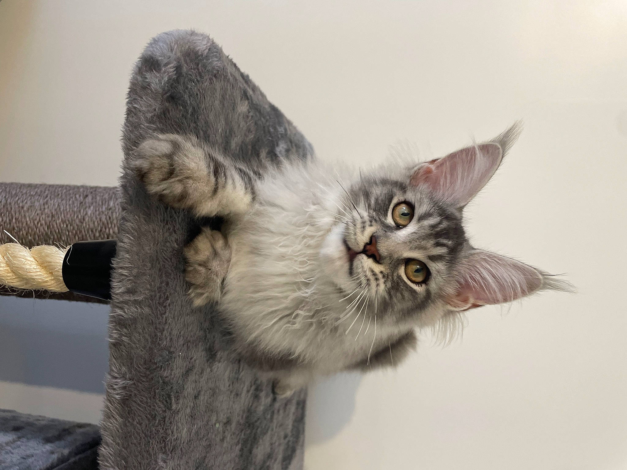 Urkann participe au concours pour gagner de l'argent avec cette photo : carnivore, cat, claw, domestic_short_haired_cat, felidae, fur, grey, paw, small_to_medium_sized_cats, snout, tail, whiskers, window