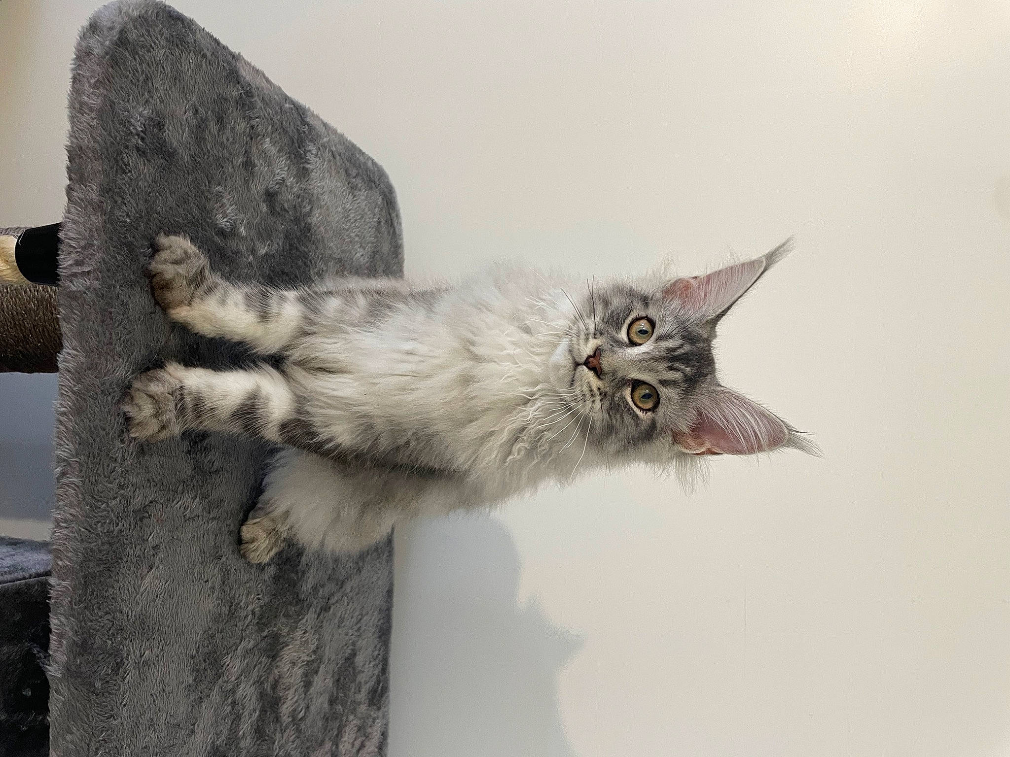 Urkann participe au concours pour gagner de l'argent avec cette photo : carnivore, cat, claw, domestic_short_haired_cat, eye, felidae, foot, fur, gesture, grey, paw, small_to_medium_sized_cats, snout, tail, whiskers, window