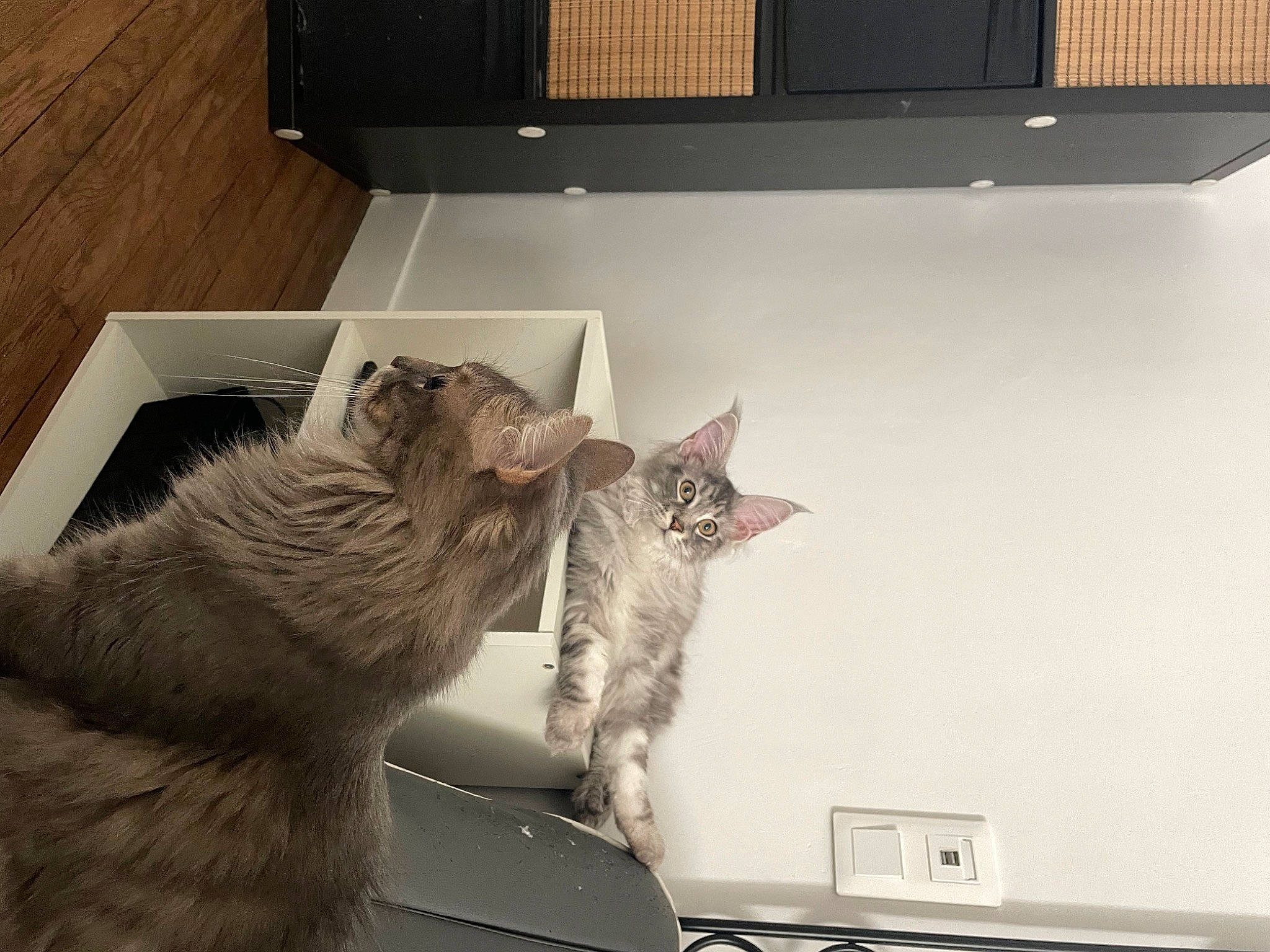 Urkann a rejoint le concours — aidez-le/la à gagner de superbes lots ! carnivore, cat, comfort, domestic_short_haired_cat, felidae, flooring, fur, grey, home_appliance, kitchen_appliance, major_appliance, paw, refrigerator, room, shelf, shelving, small_to_medium_sized_cats, tail, whiskers, wood