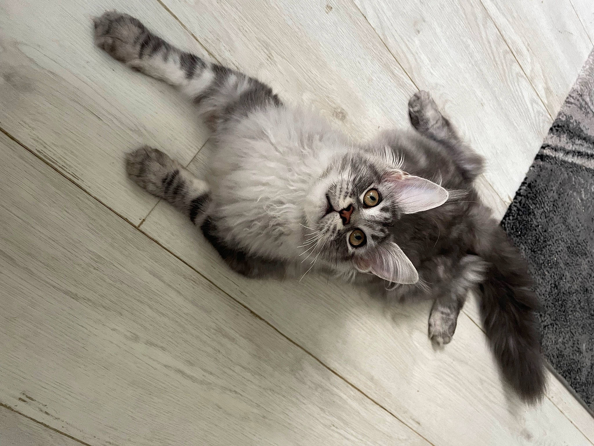 Urkann a rejoint le concours — aidez-le/la à gagner de superbes lots ! art, black_cat, british_longhair, carnivore, cat, claw, comfort, domestic_short_haired_cat, felidae, flooring, foot, fur, grey, hardwood, laminate_flooring, paw, small_to_medium_sized_cats, tail, whiskers, wood