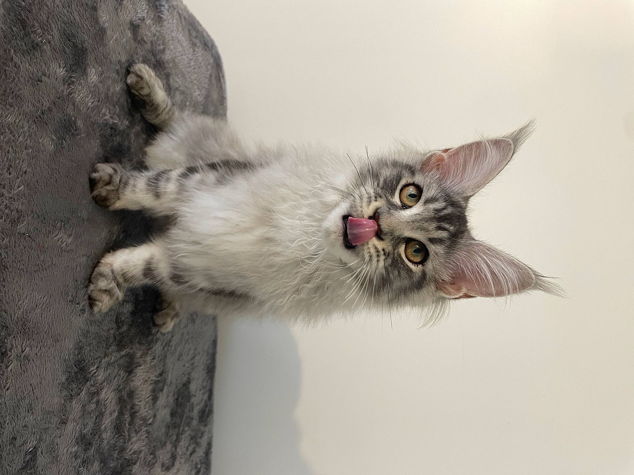 Urkann a rejoint le concours — aidez-le/la à gagner de superbes lots ! carnivore, cat, claw, domestic_short_haired_cat, fawn, felidae, foot, fur, grey, paw, plant, small_to_medium_sized_cats, tail, whiskers, window