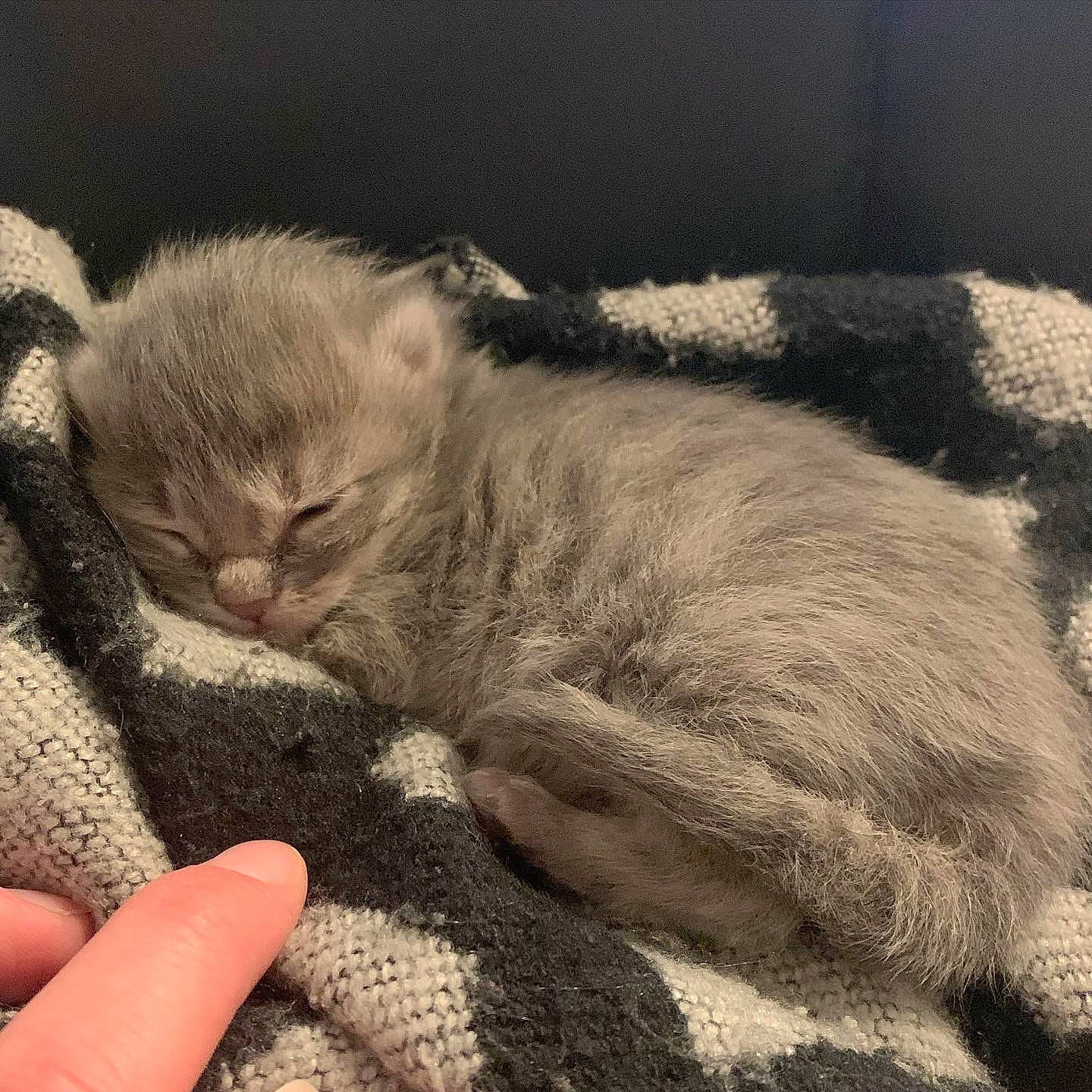 Law a rejoint le concours — aidez-le/la à gagner de superbes lots ! carnivore, cat, claw, comfort, domestic_short_haired_cat, fawn, felidae, fur, gesture, monochrome, monochrome_photography, nail, nap, paw, small_to_medium_sized_cats, tail, terrestrial_animal, whiskers, window, wrinkle