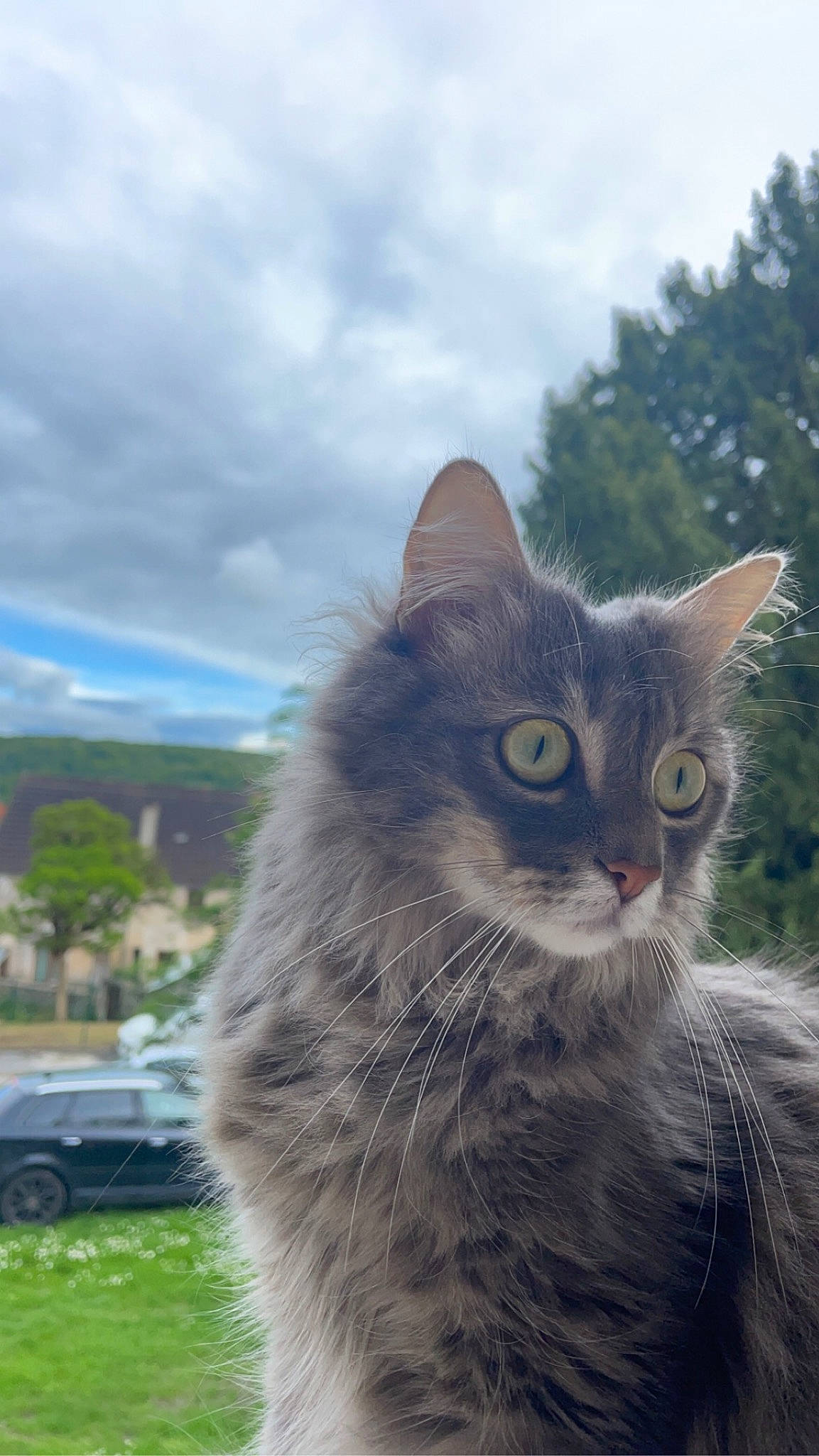 Law participe au concours pour gagner de l'argent avec cette photo : car, carnivore, cat, cloud, domestic_short_haired_cat, eye, felidae, fur, grass, hair, plant, sky, small_to_medium_sized_cats, snout, tail, terrestrial_animal, tree, vehicle, whiskers, wildlife