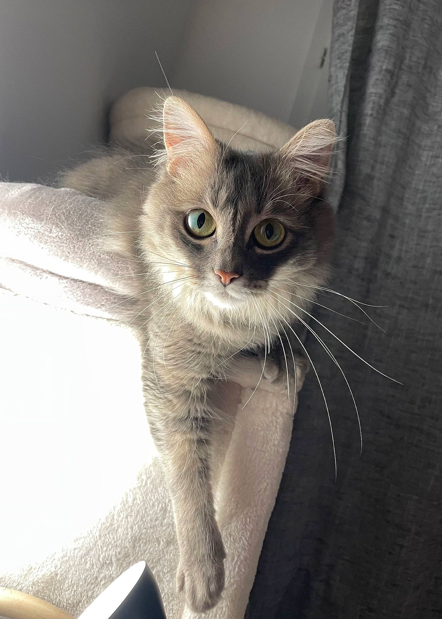 Law a rejoint le concours — aidez-le/la à gagner de superbes lots ! carnivore, cat, cat_toy, claw, comfort, domestic_short_haired_cat, ear, fawn, felidae, fur, grey, leg, paw, photo_caption, small_to_medium_sized_cats, snout, tail, whiskers, window