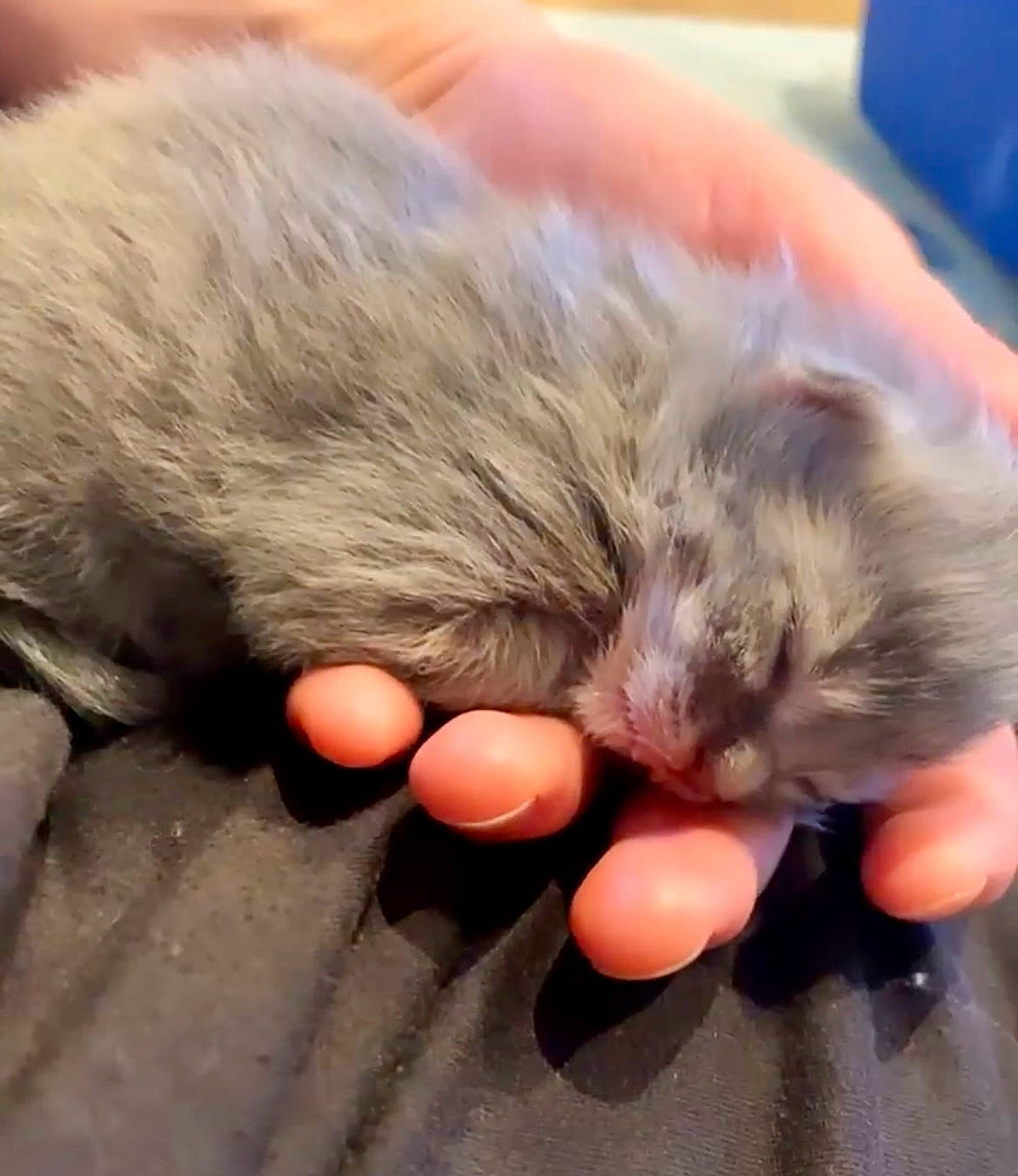 Law participe au concours pour gagner de l'argent avec cette photo : carnivore, cat, claw, comfort, felidae, finger, fur, nail, nap, paw, small_to_medium_sized_cats, snout, thumb, whiskers