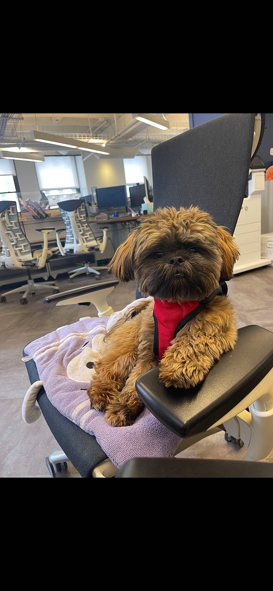 Kevin is registered to the contest to win money with this photo: canidae, carnivore, chair, comfort, companion_dog, dog, dog_breed, fawn, felidae, flooring, fur, liver, room, sitting, small_terrier, snout, sporting_group, terrier, toy, toy_dog