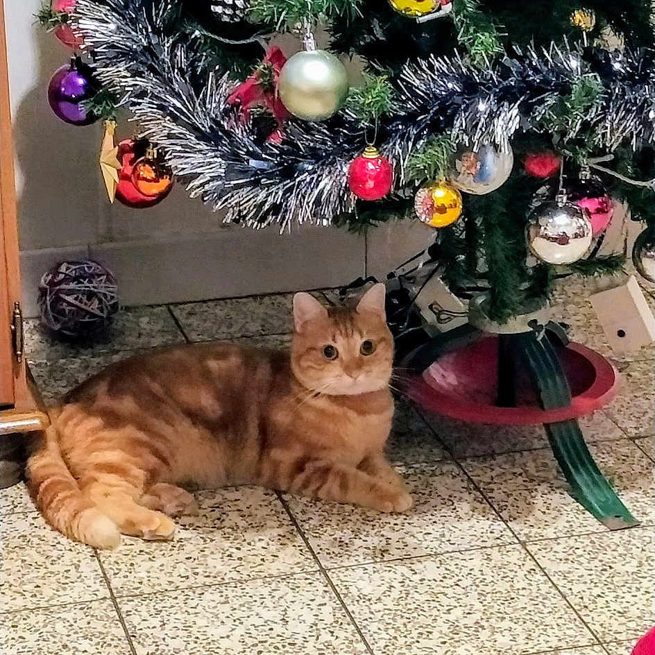 Caramel