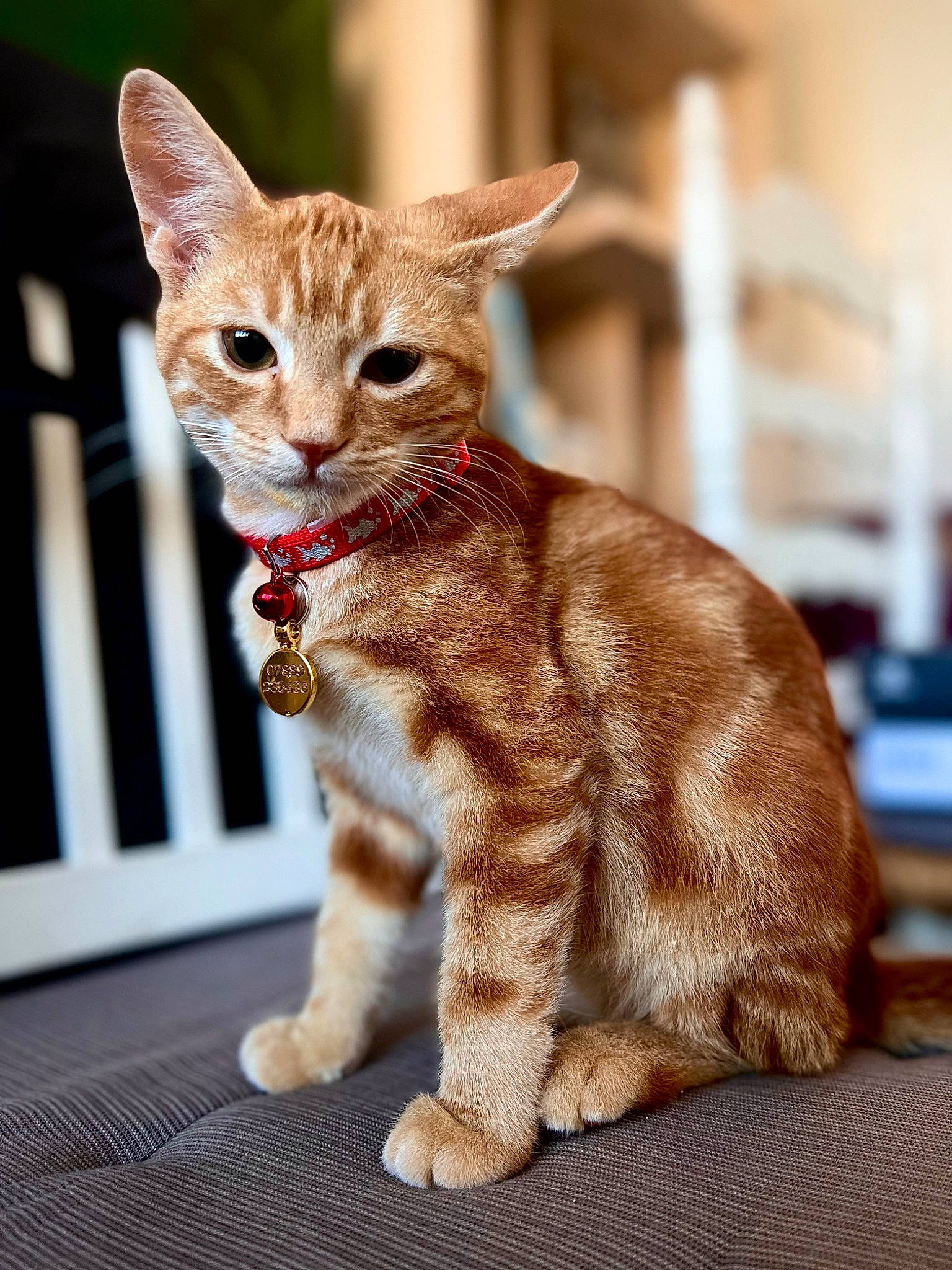 Menace joined the competition — help win amazing prizes! carnivore, cat, claw, collar, devon_rex, domestic_short_haired_cat, fawn, felidae, foot, fur, paw, sitting, small_to_medium_sized_cats, tail, terrestrial_animal, whiskers, wildlife