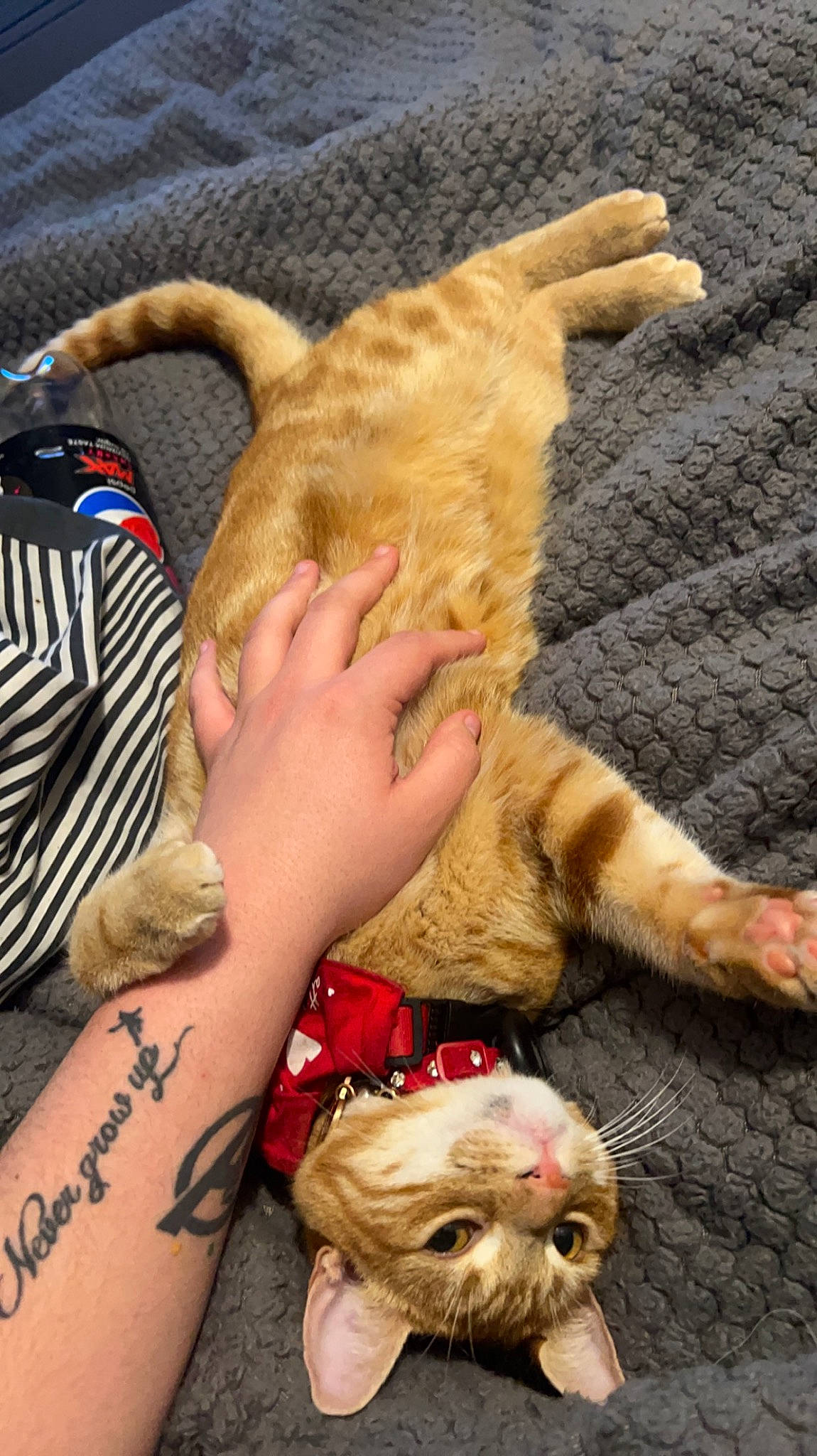 Menace joined the competition — help win amazing prizes! canidae, carnivore, cat, companion_dog, dog_breed, domestic_short_haired_cat, fawn, felidae, fur, gesture, grass, human_leg, lap, nail, paw, small_to_medium_sized_cats, snout, sporting_group, tail, whiskers