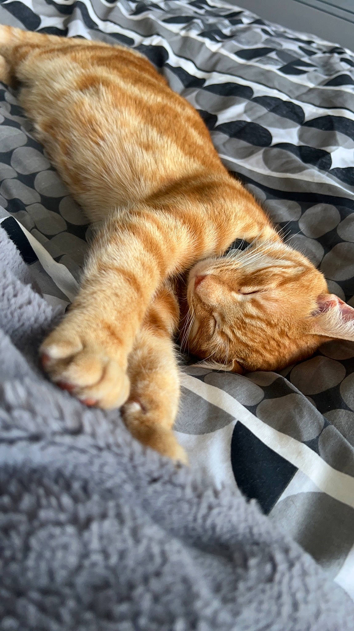 Menace is registered to the contest to win money with this photo: carnivore, cat, comfort, domestic_short_haired_cat, fawn, felidae, foot, fur, human_leg, linens, paw, small_to_medium_sized_cats, snout, tail, terrestrial_animal, textile, whiskers, window, wood, wrinkle