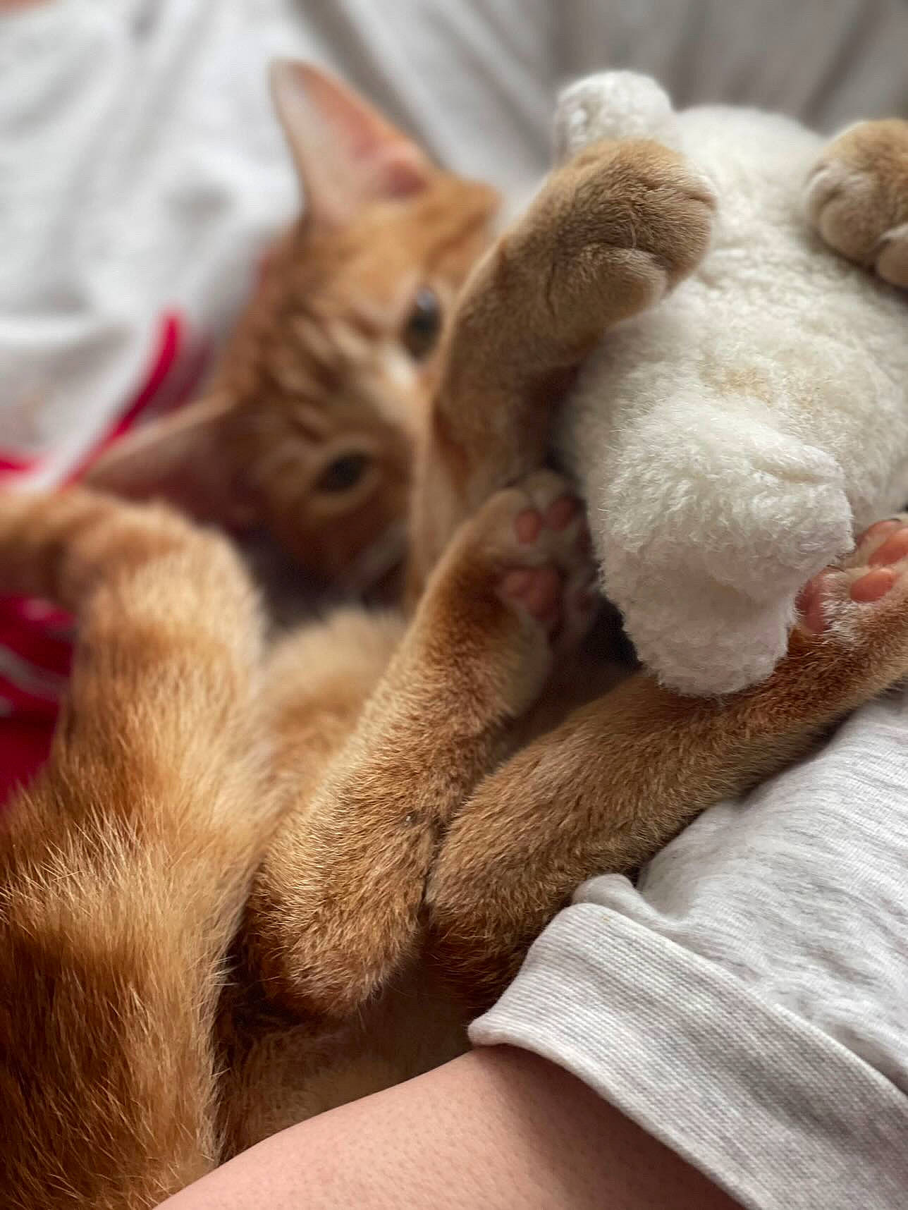 Menace joined the competition — help win amazing prizes! canidae, carnivore, cat, claw, comfort, companion_dog, domestic_short_haired_cat, ear, fawn, felidae, fur, human_leg, linens, nap, paw, sleep, small_to_medium_sized_cats, snout, tail, whiskers