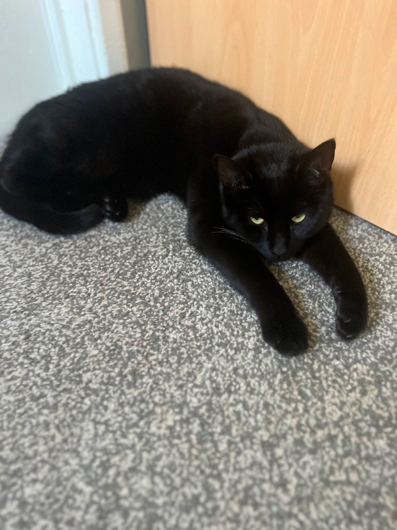 Dennis joined the competition — help win amazing prizes! black_cat, bombay, carnivore, cat, claw, comfort, dog_breed, domestic_short_haired_cat, felidae, flooring, fur, paw, small_to_medium_sized_cats, snout, tail, terrestrial_animal, whiskers