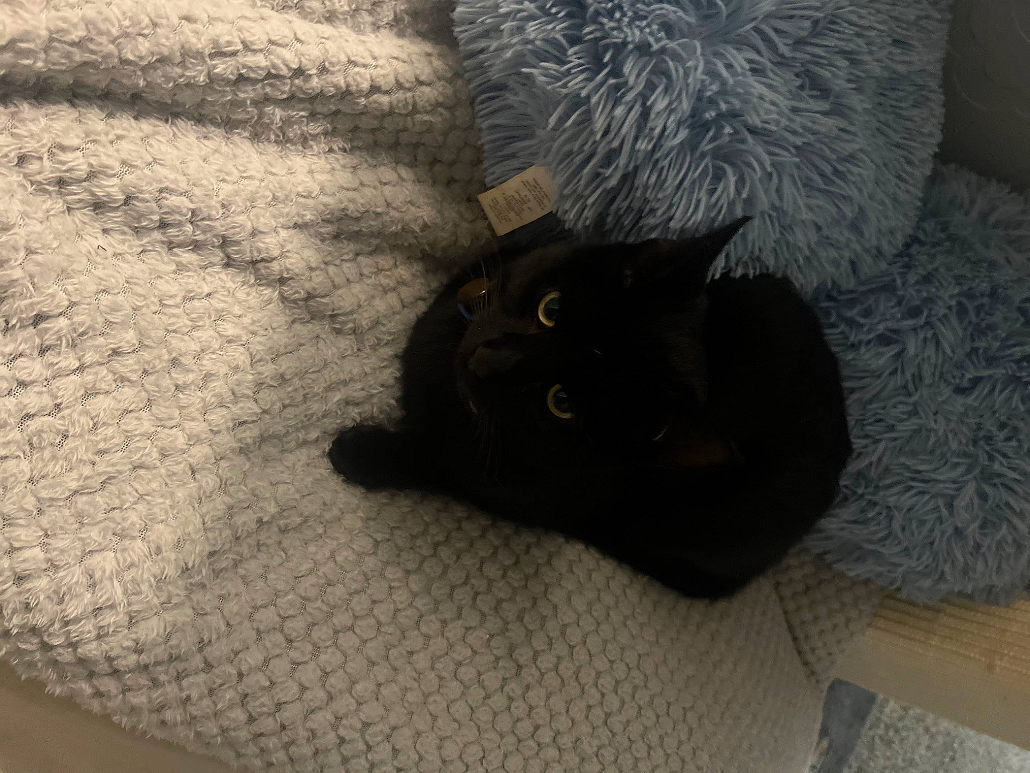 Dennis is registered to the contest to win money with this photo: black_cat, bombay, carnivore, cat, claw, comfort, domestic_short_haired_cat, felidae, flooring, fur, grey, hardwood, paw, small_to_medium_sized_cats, snout, tail, terrestrial_animal, whiskers, wood